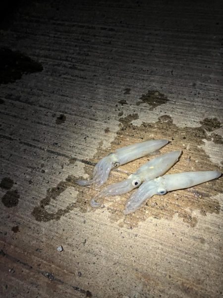 ヒイカが爆釣していると噂