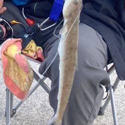 夕まずめの飲ませ