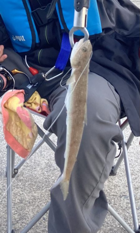 夕まずめの飲ませ