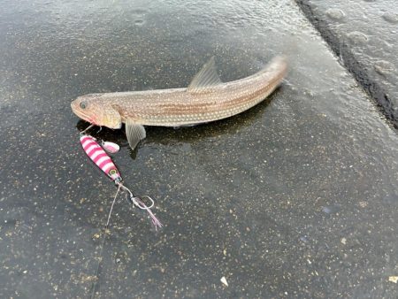 やっと出ました！