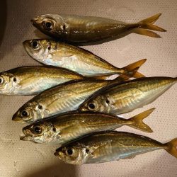 西二見漁港でアジング