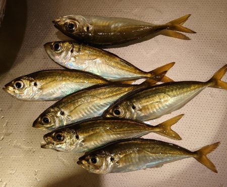 西二見漁港でアジング