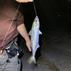貝塚水路　夜釣り