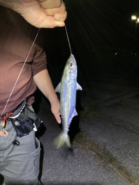 貝塚水路　夜釣り