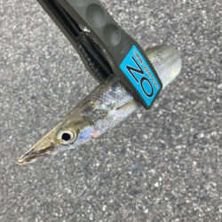 朝マズメのフロートリグでアジGET