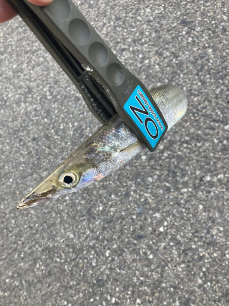 朝マズメのフロートリグでアジGET