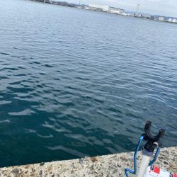 シロギスタ:カワハギよ何処へ