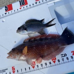 激風のシロギスタ