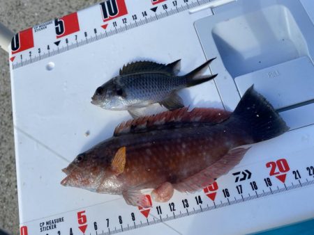 激風のシロギスタ