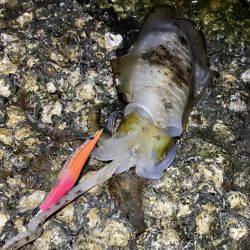 良型アオリイカ