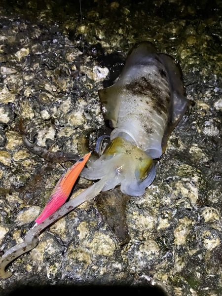 良型アオリイカ