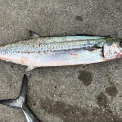 デカアジ、サワラに楽しめました