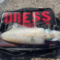 淡路島エギング