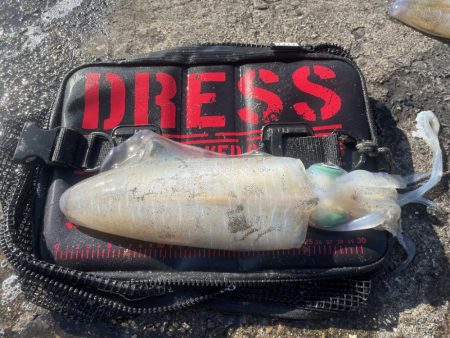 淡路島エギング