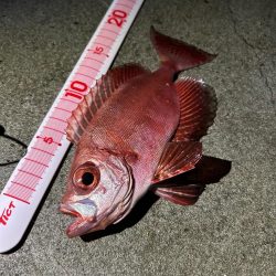 アジ、キントキダイ