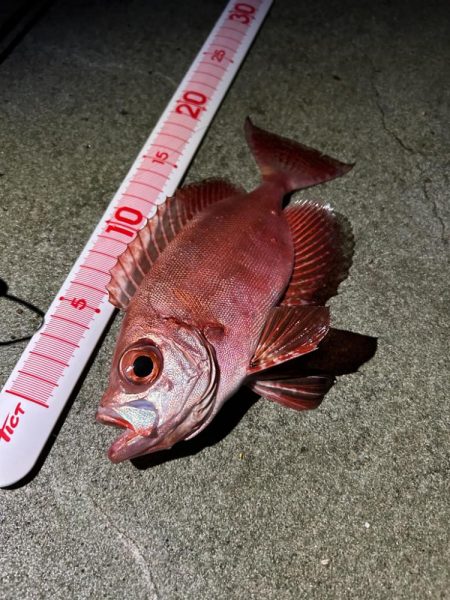 アジ、キントキダイ