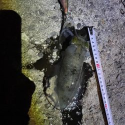 エギング好調でした！