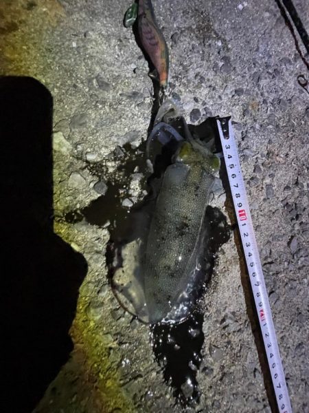 エギング好調でした！