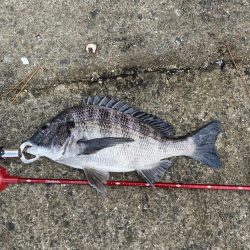 西宮浜チヌ40、32センチ