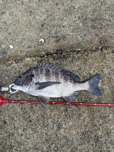 西宮浜チヌ40、32センチ