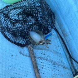 ボートエギングなど