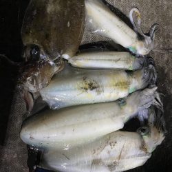 ティップラン楽しい