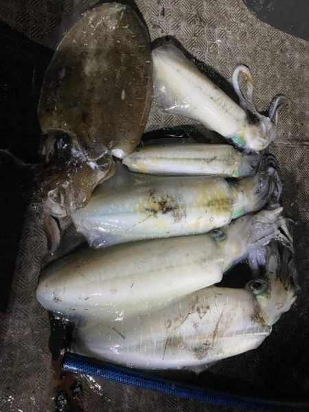 ティップラン楽しい