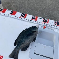 カワハギ終盤戦、アジと共に