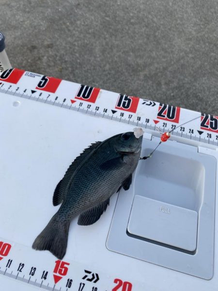 カワハギ終盤戦、アジと共に