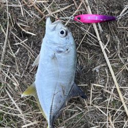 まさかの３魚種