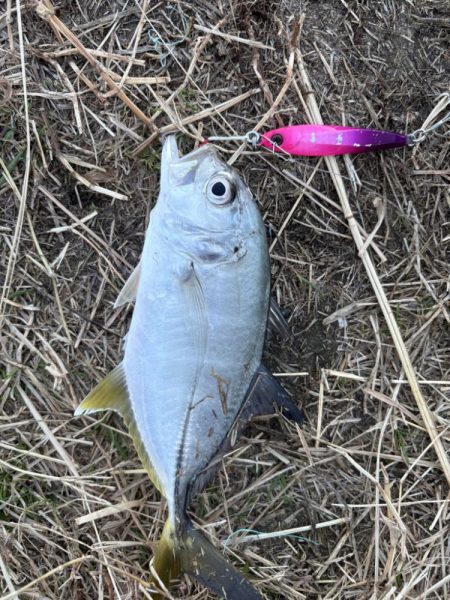 まさかの３魚種