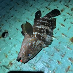 なんとか出ました