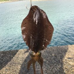 雨降ってアオリイカ