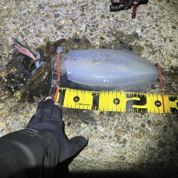 秋🦑　終盤？何とかアオリ🦑釣れた😊