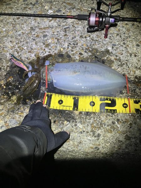 秋🦑　終盤？何とかアオリ🦑釣れた😊