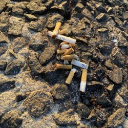 今年一番小さい。