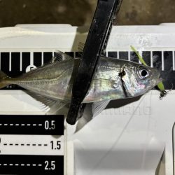 久しぶりのアジング