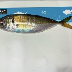 サバをかわしてアジ