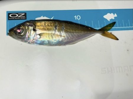 サバをかわしてアジ