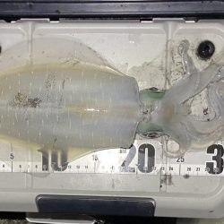 良型アオリイカ