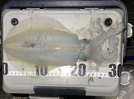 良型アオリイカ