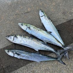 ショアジギング