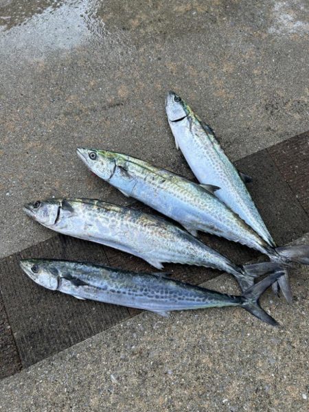 ショアジギング