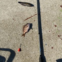 シロギスタ:今シーズンカワハギ終盤戦