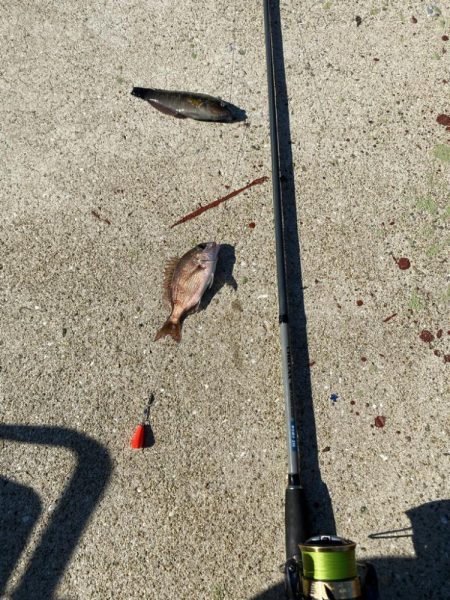 シロギスタ:今シーズンカワハギ終盤戦