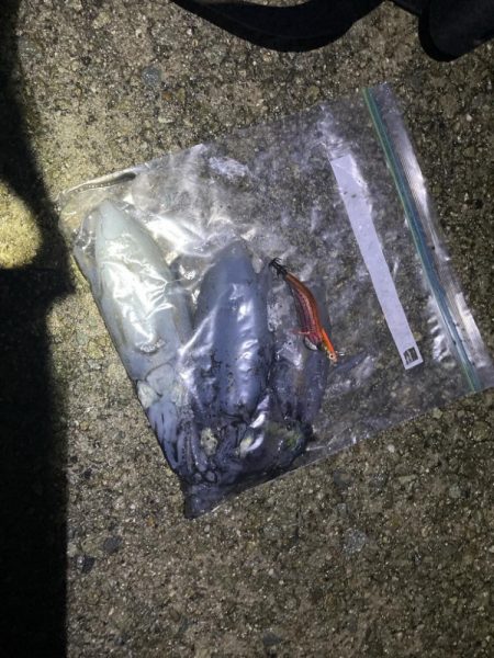 雨上がりのエギング