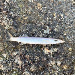 久しぶりの海釣り