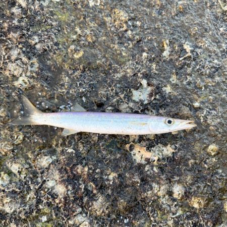 久しぶりの海釣り