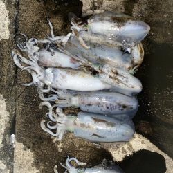 爆釣の朝マズメ