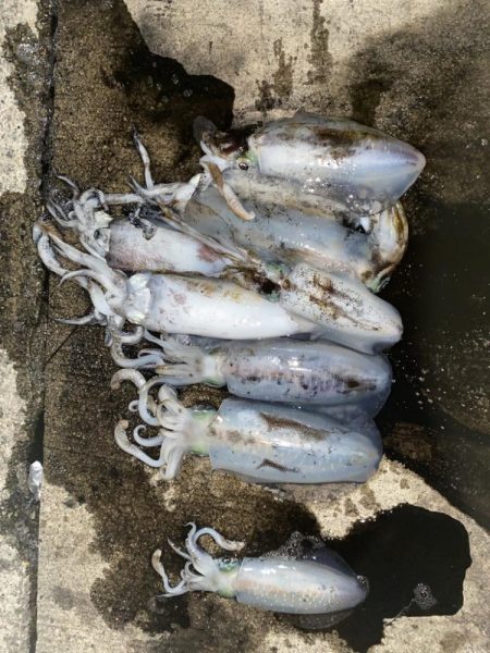 爆釣の朝マズメ